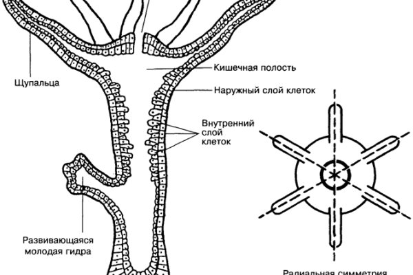 Kraken ссылка для тору